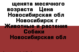 щенята месячного возраста › Цена ­ 100 - Новосибирская обл., Новосибирск г. Животные и растения » Собаки   . Новосибирская обл.